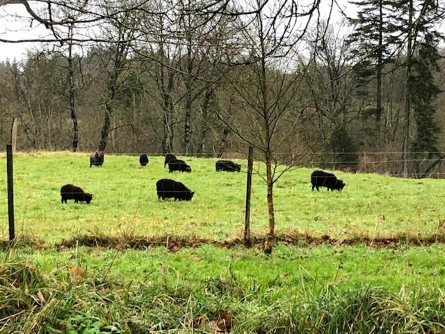Merveilleux Cottage Dans Parc De 7,5 Hectares Saint-Nicolas-du-Pélem Zewnętrze zdjęcie